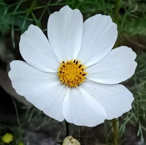 Meet your Posher, Jaya